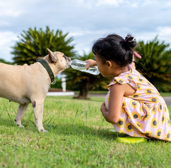 A little girl giving fresh water to her French Bulldog